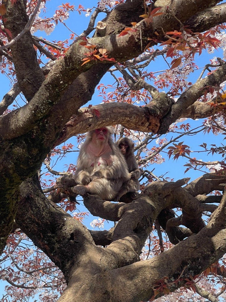 Arashiyama Monkey Park