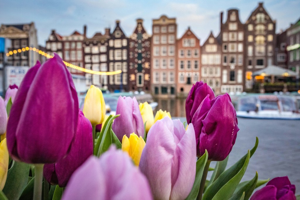 Vibrant tulip fields in bloom, a symbol of the Netherlands, captured in Amsterdam.