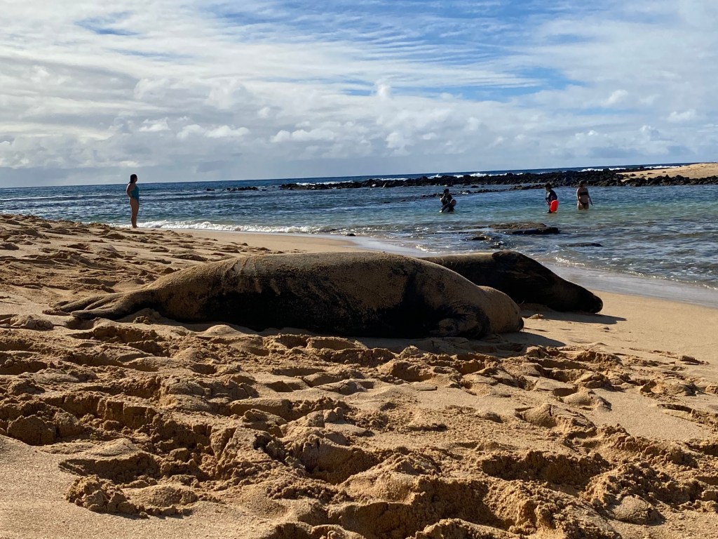 Monk seals on Poipu Beach