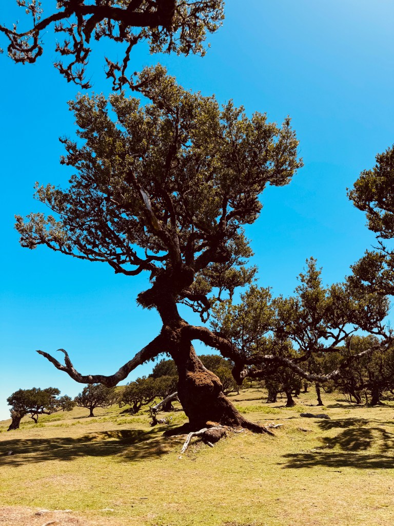 Fanal Witch Tree Hike: Mystical hike through ancient laurel forests.