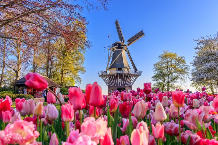 Vibrant tulip fields in bloom, a symbol of the Netherlands, captured in Amsterdam.