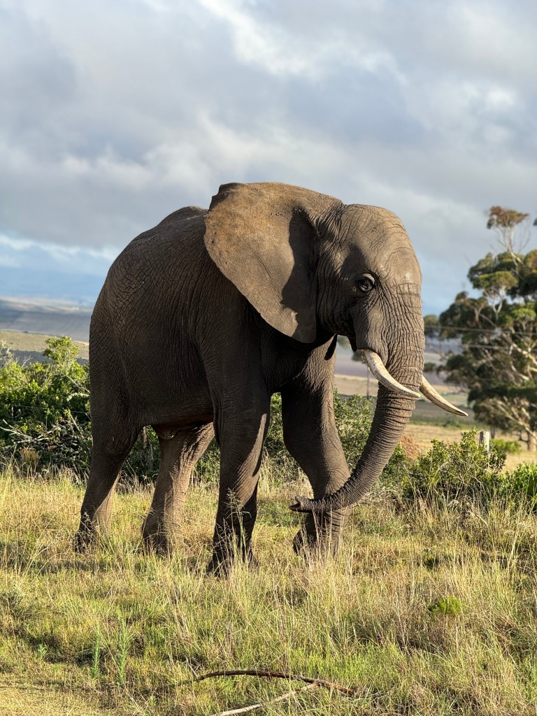 Garden Route Game Lodge