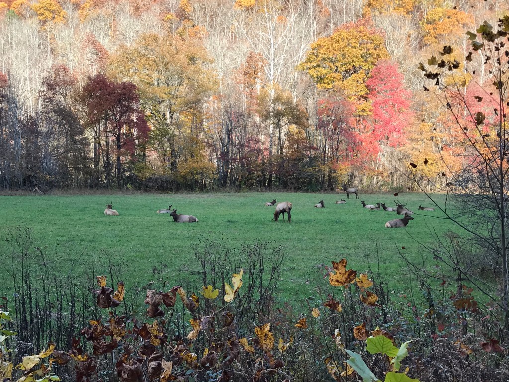 elk laying out int he grass surrounded by trees with color changing leaves